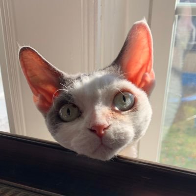 kellykirbyshaw's profile picture. Born in Boston, married to Toronto. Many stops in between. Mantra: Just be kind.