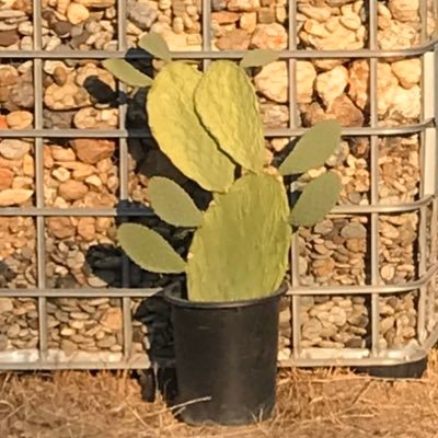 Zone9b. We are happy to accept any orphan cacti that need a good home. Established in 1980. 669 ft elevation. Pruning available. #CalaverasCounty #LongLiveRocks