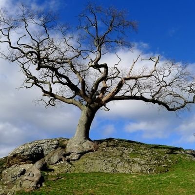 Contest to find the #gtod pld send us your own #TreeStories 50th anniversary of Offas Dyke Path.1st National Trail ancient tree survey, #Trees #People #Culture