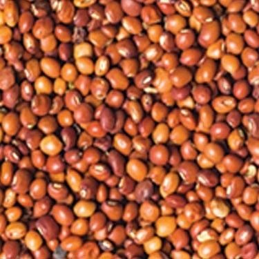 pulses exporter around the globe,trader based in singapore