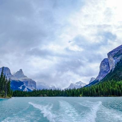 tamerelshimi's profile picture. 