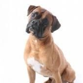 DVF949tuO5zHPbc's profile picture. ילד טוב