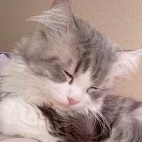Mamanya winwin (@wiwiwiwinwin) 's Twitter Profile