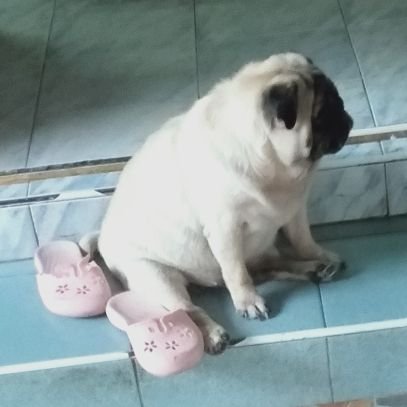 laodech's profile picture. pog