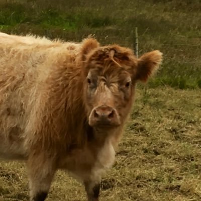 smartlesses's profile picture. 