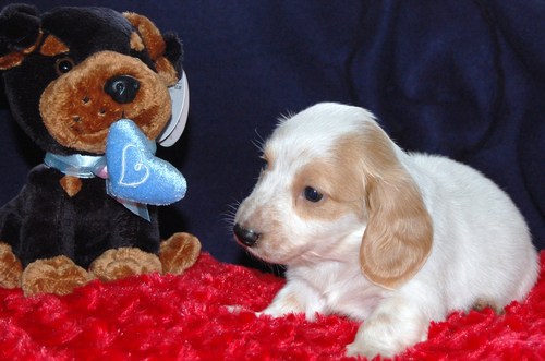 loladach's profile picture. 