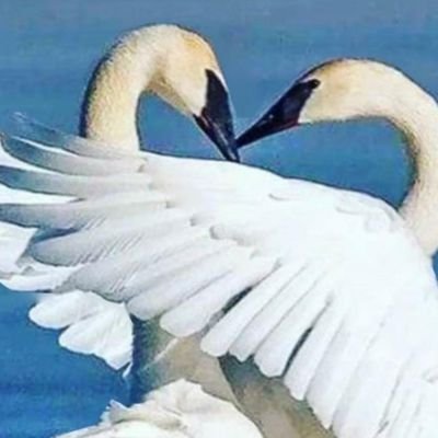 جيل الطيبين .كويتيه وأفتخر. تخرج جامعه الكويت تخصص كيمياء حيويه مساند ميكروبيولوجيا معلمه علوم كل ما اكتبه اؤمن به الخاص بلوك