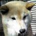 越前🐕 (@taraba777) Twitter profile photo 越前🐕 (@taraba777) Twitter profile photo