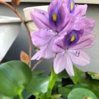 布袋草の花 (@sachipersiancat) 's Twitter Profile