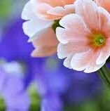 Jayan18446782's profile picture. dd