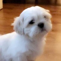 Laura Bennie (@laurabennie21) 's Twitter Profile