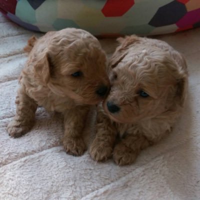 ma_da_mi_su_fai's profile picture. マダミス用アカウントですー！！ マダミス専用のアカウントを作るぐらいハマってしまいました.... マダミス関係のアカウントはフォロバします PL100↑GM100↑uzu11 【メイン】@choyoyu_fai