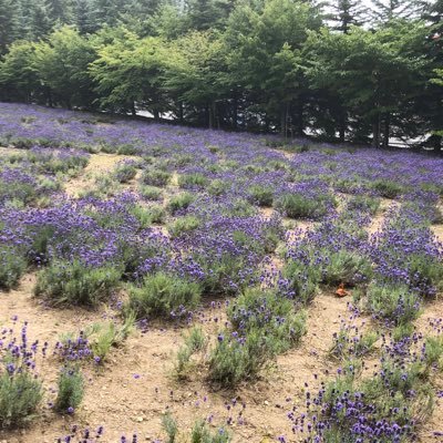 東海大学札幌校舎の学生会公式アカウントです! 大学の情報やイベントの最新情報を更新していきます!!