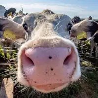 bruh_500beanies's profile picture. butter