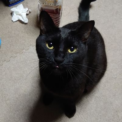 lzQqdX9ecMXUsbO's profile picture. 猫ちゃん／ラジコン、主にクローラーラジコン／アクアリウム／ADA／カメラ／モンキー／ゴリラ／ダエグ／シャリー／ダックスホンダまとめたらバイク、車好きです、直したり弄ったりが好きです、動画も上げとるもんでチャンネル登録、コメント宜しくお願いします。https://t.co/xwTj4LfJsy