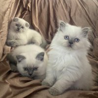 GülyaPetrolna (@gulnaz43843026) 's Twitter Profile