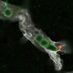 NeuroVascuLab (@neurovasculab) Twitter profile photo NeuroVascuLab (@neurovasculab) Twitter profile photo