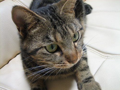 daioucom's profile picture. 僕はみーもー、ラーメン屋さんの店長をやってますが、
儲からないのが、致命的！（笑）
でも、がんばるべさぁ～