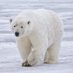 Polar Bear (@allimps) Twitter profile photo Polar Bear (@allimps) Twitter profile photo