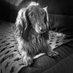 Othello Morchène (@othellomorchene) Twitter profile photo Othello Morchène (@othellomorchene) Twitter profile photo