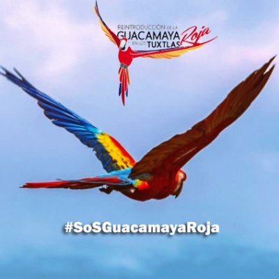 Proyecto de Reintroducción de la Guacamaya Roja en Los Tuxtlas, Veracruz, México. #SoSGuacamayaRoja