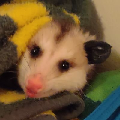 Pet Opossums, named after some characters from Naddpod. I show up in my dad's steams! Just ask to see Pawpaw or Moonshine https://t.co/B8CnKZa4N5