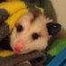 PawPaw & Moonshine (@pawpawgump) Twitter profile photo PawPaw & Moonshine (@pawpawgump) Twitter profile photo