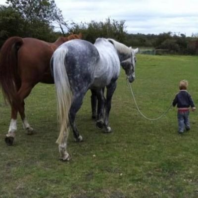 Equine Facilitated Coaching, Alternative Provision for Young People, Accredited Equine Facilitated Coaching qualifications.