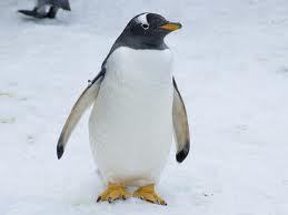 gentoopenchan's profile picture. ディスプレイデザイナーをしているペンギン好きな男です。天才肌のデザイナーじゃないので、いつも苦しみながらデザインを絞り出してます。そんな男ですが、ペンギンの愛らしさに癒されます。