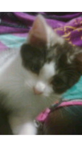 7chan_bot's profile picture. ななもツイッター始めてみたにゃ！（歌い手みーちゃんの愛猫ななちゃんのbotです！基本的に日本語で呟きます。)※何かございましたらご連絡ください