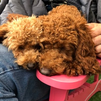 pattimor2011's profile picture. if the Golden Rule is your guiding principle, why wouldn't you want it to be your government's guiding principle?