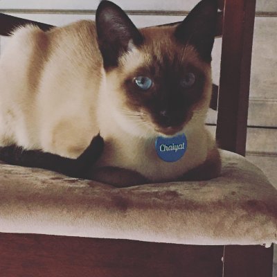 Official account of Chaiyat the siamese cat!! 
IG: @chaiyatofficial
Facebook: @chaiyat_official