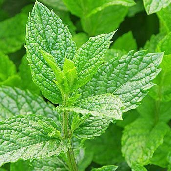 Maestro51376096's profile picture. Не чем