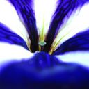 Eleri Williams - @eleribakedbeans - Twitter