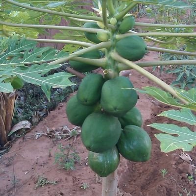 abedmusyoki8's profile picture. air tickets and visa processing.