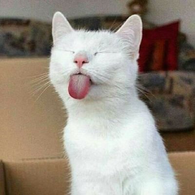 ching_chong4's profile picture. 