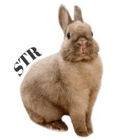 SAVE THE RABBITS／Welfare of Rabbit2023&2024(@st_rabbits) 's Twitter Profile Photo