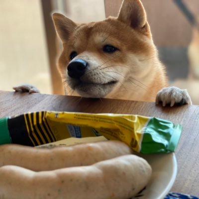 大豆柴ぽんた Saltyponta1 Twitter