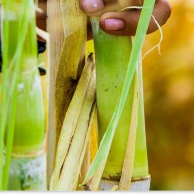 To promotes Research Programs related to Sugar Cane & Beet Agriculture Advancement, Food's Technology, Equipment's Engineering, Plant Automation & Sugar Tech.📋