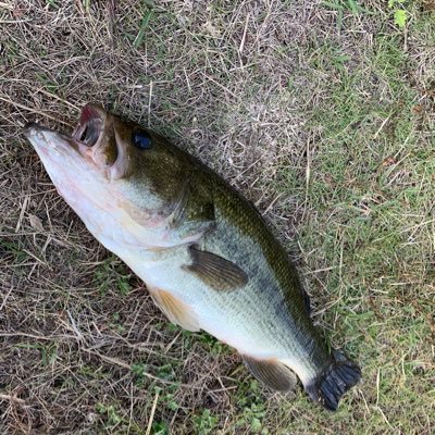 こんにちは😃ももの国のバス釣り初心者です。。。海の釣りは何回もしたことありますが、川で釣りをする機会がないのでバス釣りを始めることにしました！誰か釣り方教えてください😭無言フォローごめんちゃい