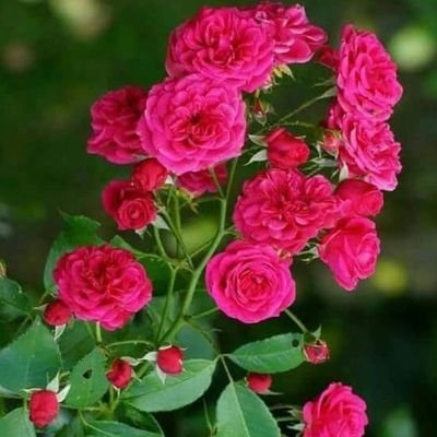 Vinod90567412's profile picture. 