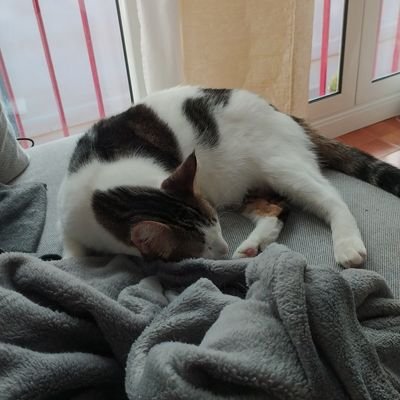 eduardbargues's profile picture. enginyer de camins, desenvolupador de software, curiós, apassionat, ...