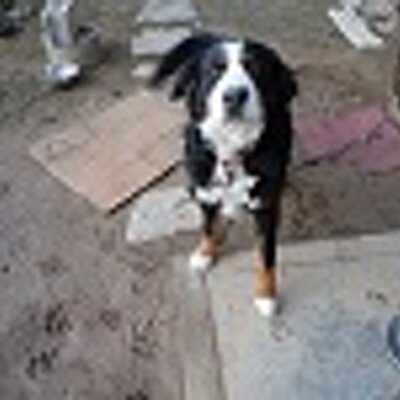 犬山風太