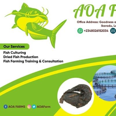At AOAFarm we are into different categories of farming, fish farming rabbit farming, planting etc.