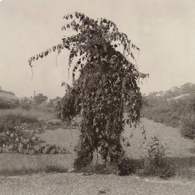 Antoine Chopot, Léna Balaud. 
Nous ne sommes pas seuls (Le Seuil)
Le vivant et la révolution (Actes sud)
@RevueTerrestres  
Communisme du vivant