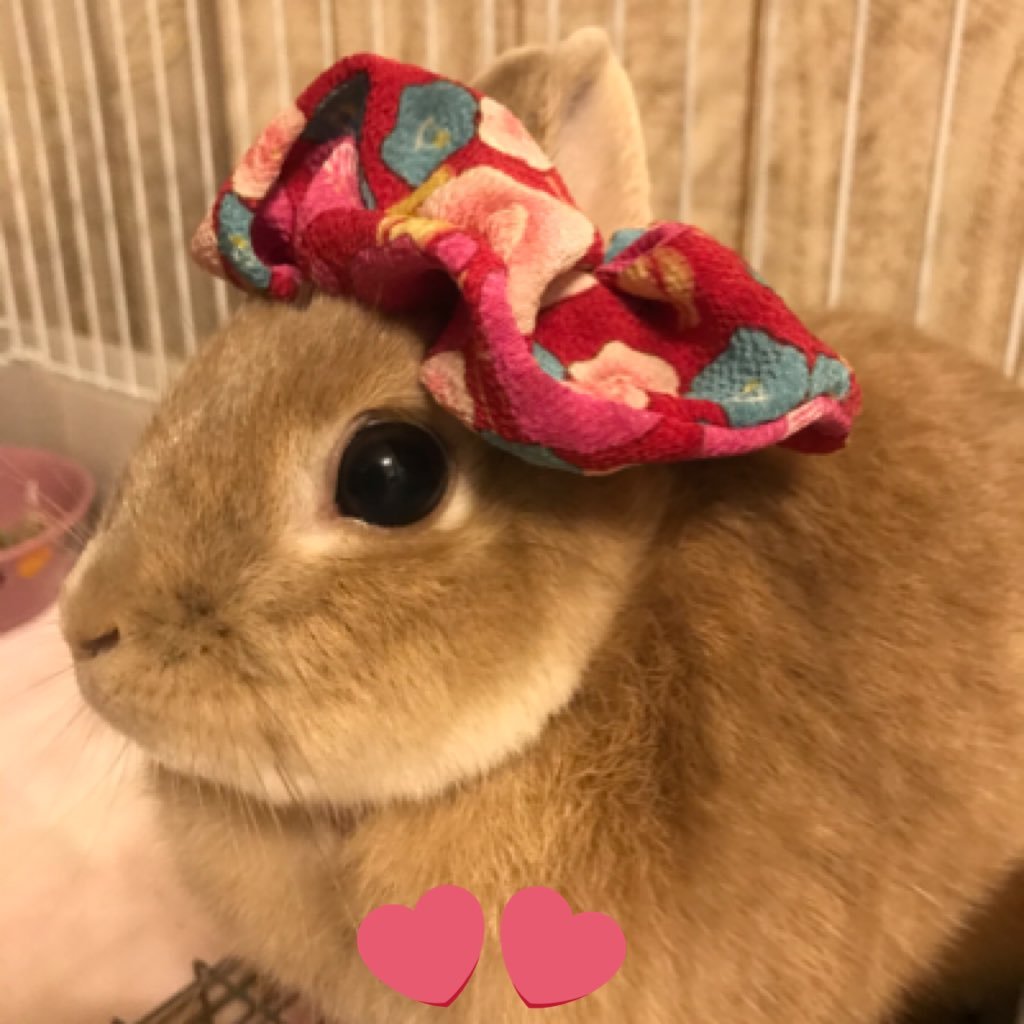 qrpJt6qIsVVioC2's profile picture. 