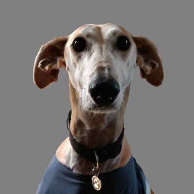 Gerboa Profile