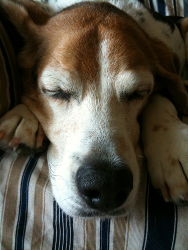 SpunkyTheBeagle's profile picture. Hobbies-chase rabbits and squirrels in my backyard, eat and sleep.  part time security guard