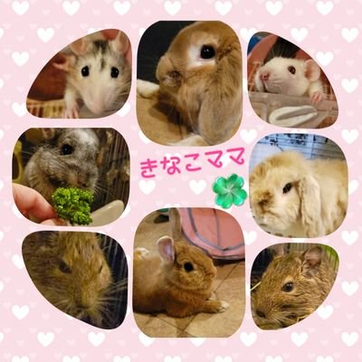 小さな命を救いたい
☘️ずっとのおうちに繋がれ
里親希望はフォロー&コメント下さいフォローします
#箱うさぎ出身 🐰きなこ8歳、MOCO9
歳、サイト出身チンチラふう太10歳、里親募集で🐭ラットきゅ~数ヶ月
賛成同意応援する!いいね👍のみRT🉑
無断転載スクショ🈲
インスタ→kinakomama758