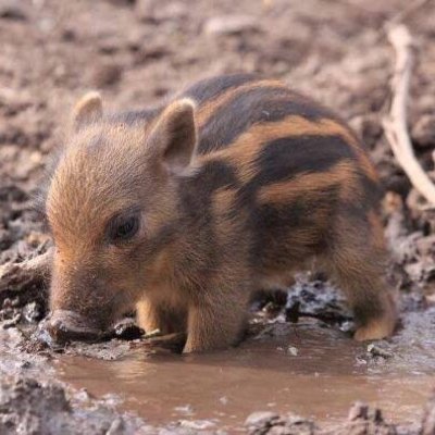 fujiohnuma's profile picture. 閲覧中心垢です。無言フォロー失礼いたします。